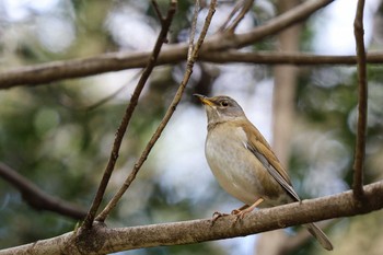 Pale Thrush Meiji Jingu(Meiji Shrine) Fri, 1/31/2020