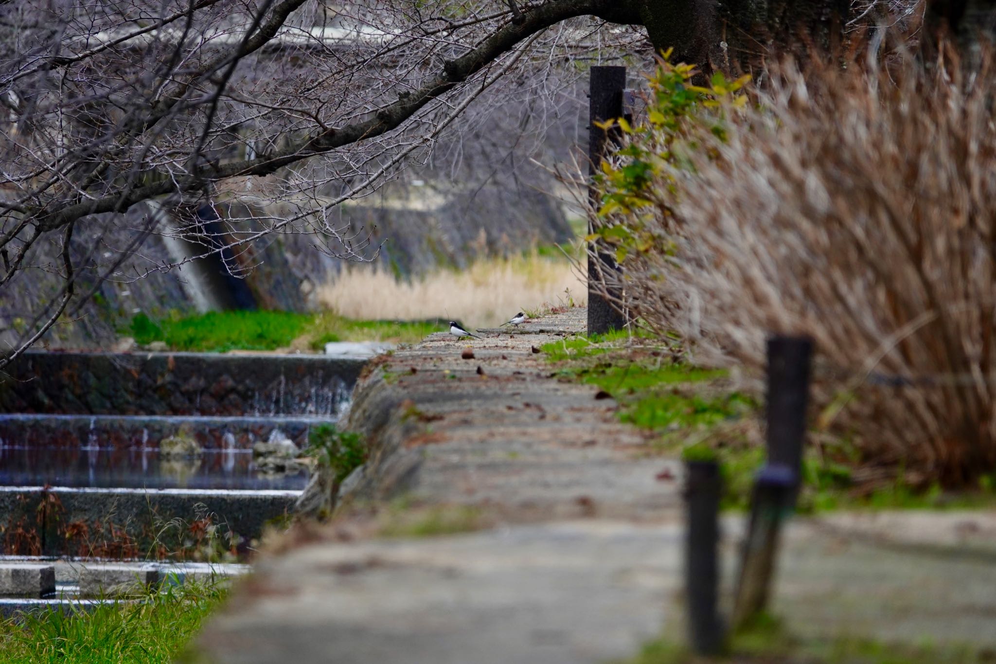 夙川河川敷緑地(夙川公園) セグロセキレイの写真 by speedgame