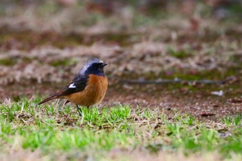 Daurian Redstart 大分県竹田市 Tue, 1/28/2020