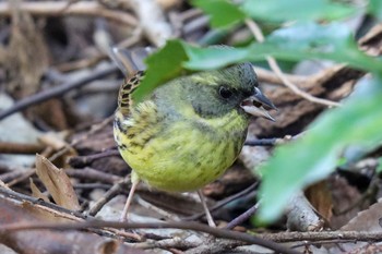 Masked Bunting Meiji Jingu(Meiji Shrine) Fri, 1/31/2020