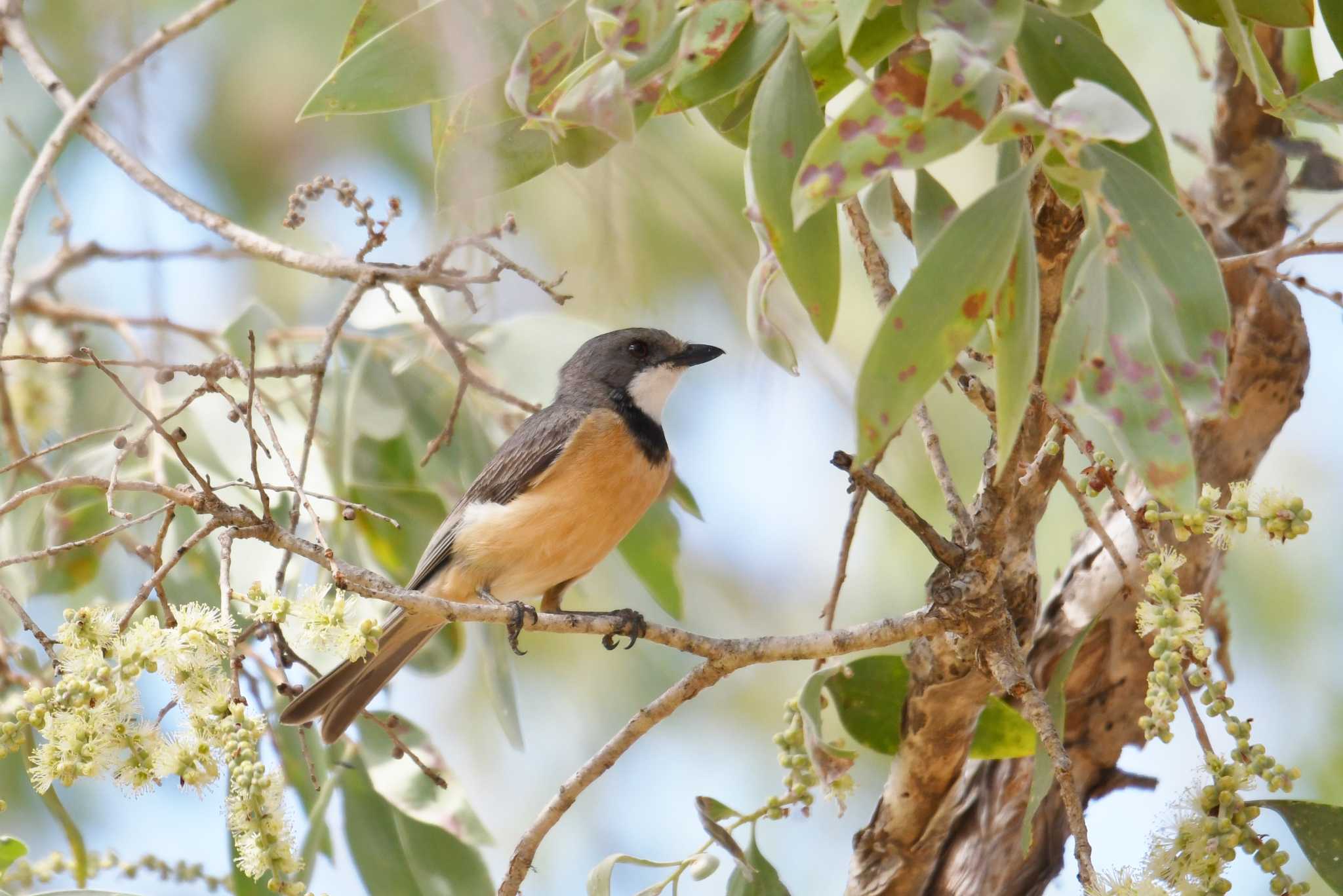 Rufous Whistler