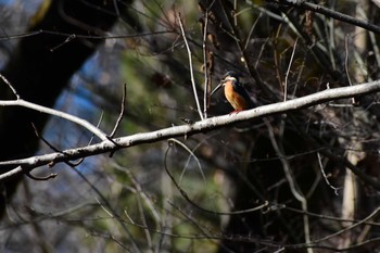 Common Kingfisher Shinjuku Gyoen National Garden Thu, 1/30/2020