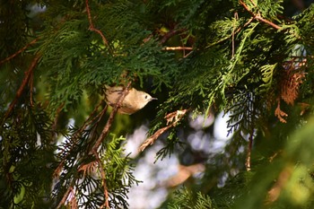 Goldcrest Shinjuku Gyoen National Garden Thu, 1/30/2020