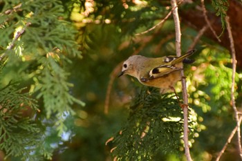 Goldcrest Shinjuku Gyoen National Garden Thu, 1/30/2020