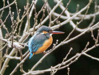 カワセミ 芝川第一調節池(芝川貯水池) 2020年1月25日(土)