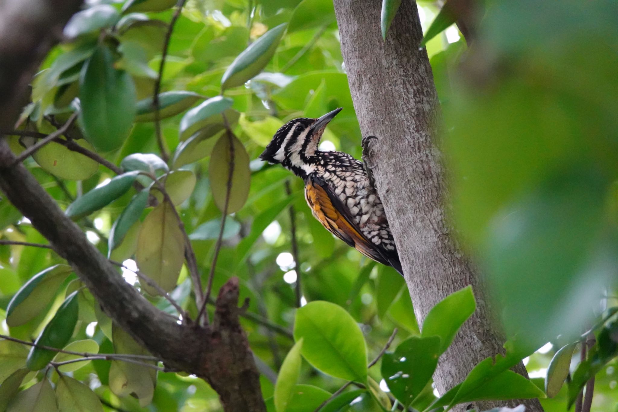 Photo of Common Flameback at Sungei Buloh Wetland Reserve by のどか