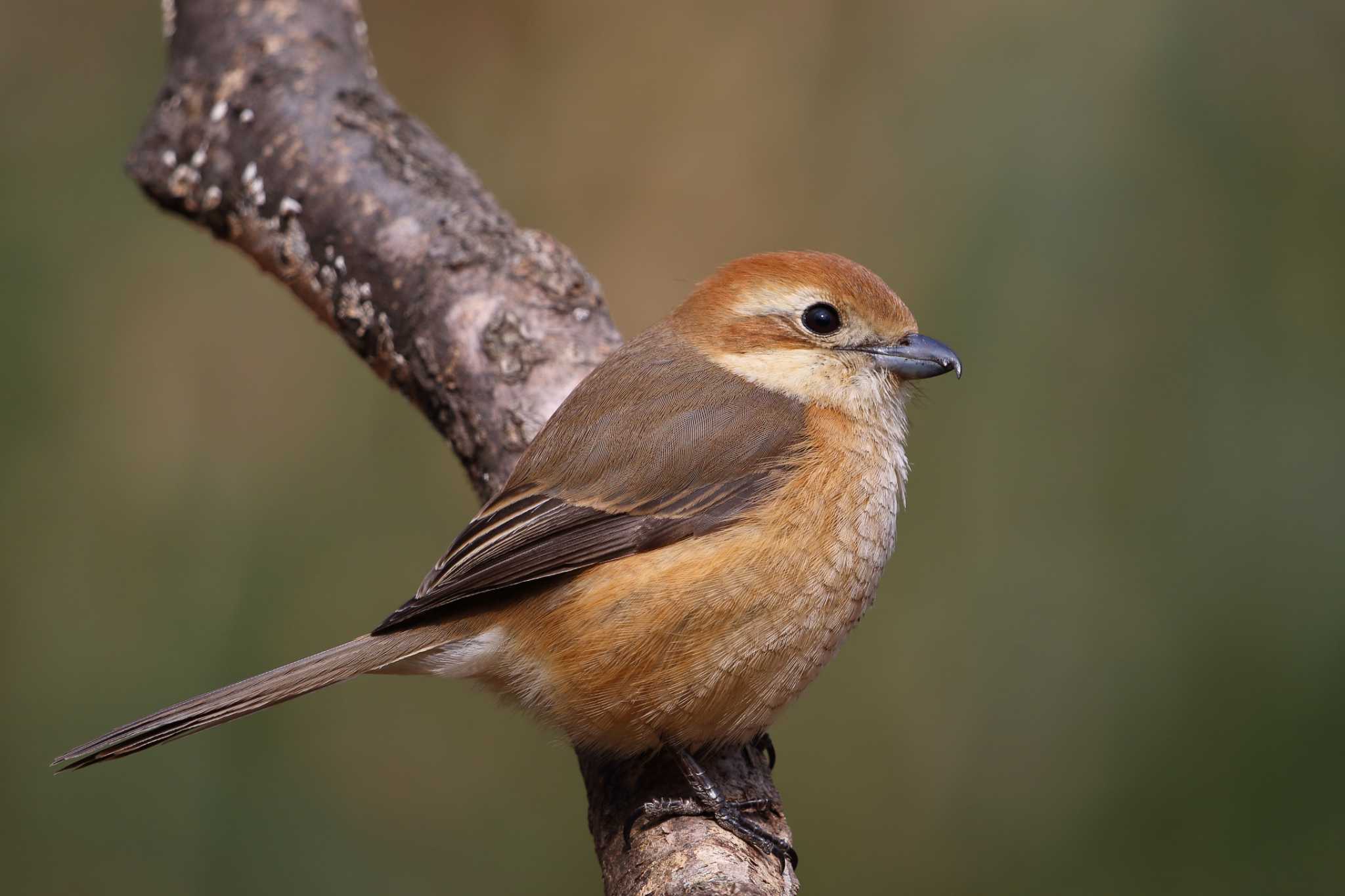 Photo of Bull-headed Shrike at 東京都多摩地域 by 子宝貧乏