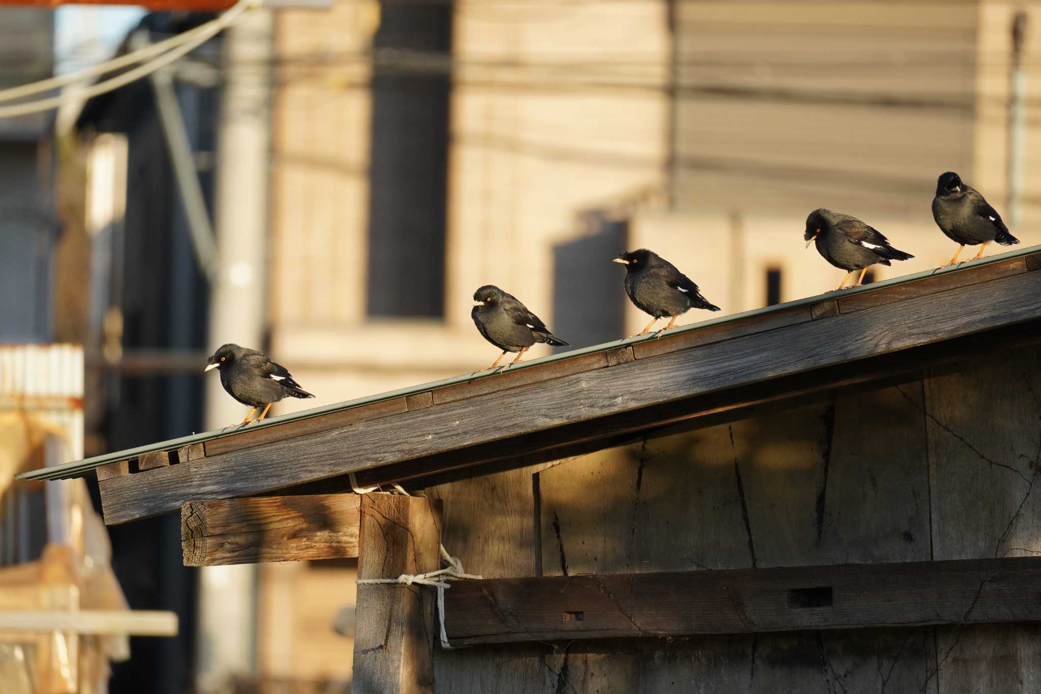 Photo of Crested Myna at 戸塚　柏尾川 by Bouen-omoi