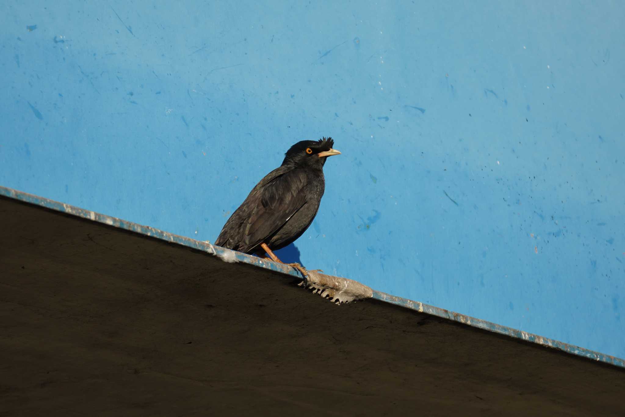 Photo of Crested Myna at 戸塚　柏尾川 by Bouen-omoi