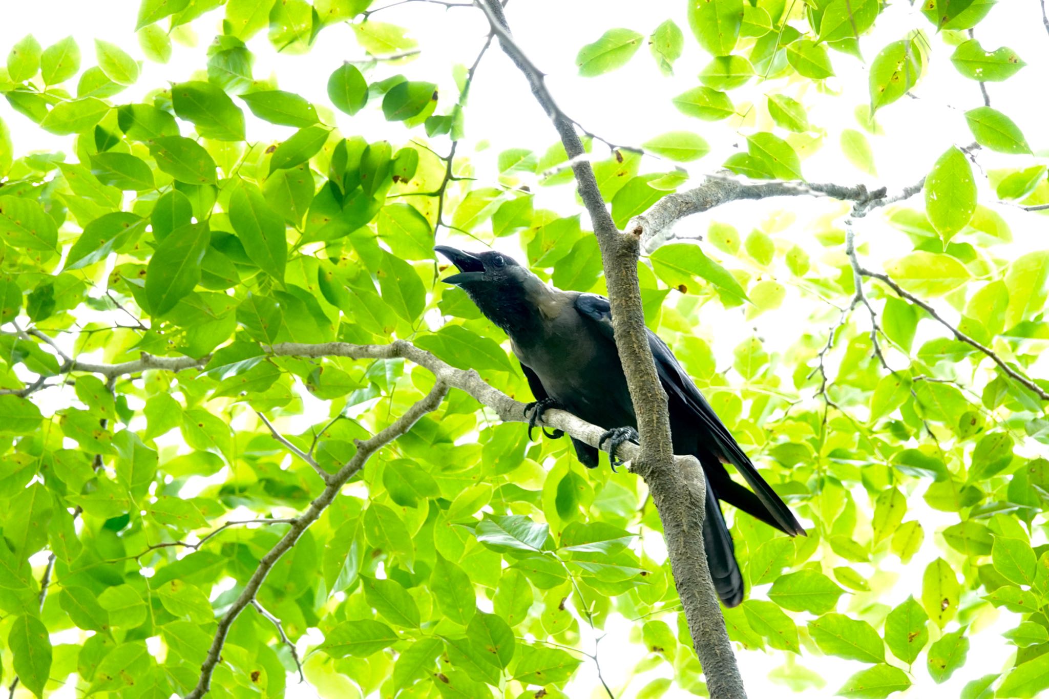 Photo of House Crow at Sungei Buloh Wetland Reserve by のどか