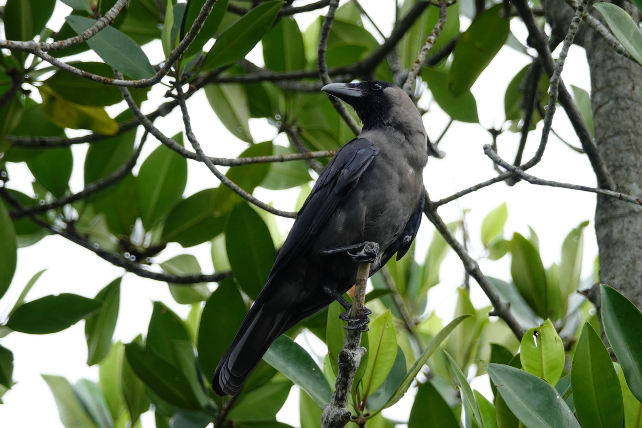 Sungei Buloh Wetland Reserve イエガラスの写真 by のどか