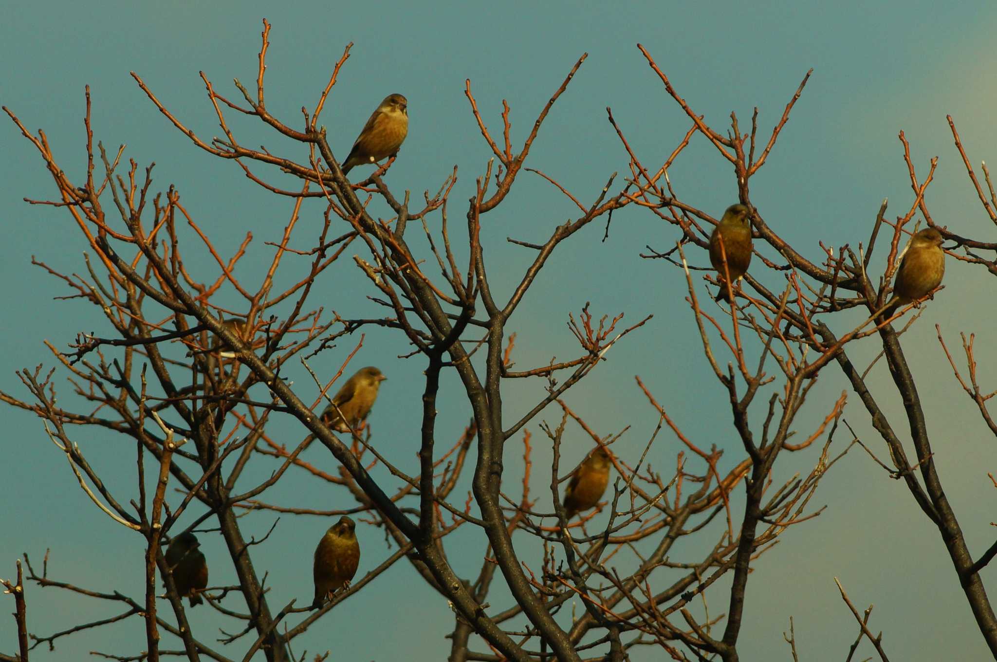 Photo of Grey-capped Greenfinch at 静岡県 by bea