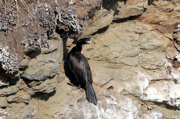 2020年1月26日(日) 納沙布岬の野鳥観察記録