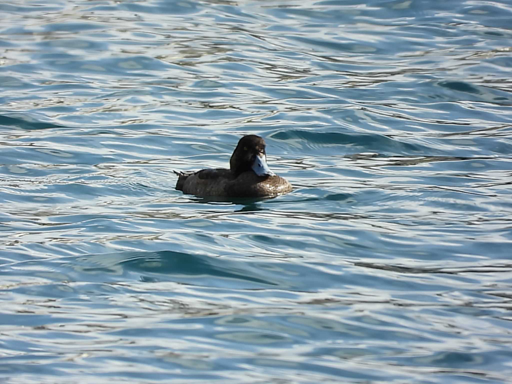 Photo of Greater Scaup at 釜石港 by avemania