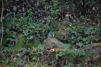 Red-flanked Bluetail Higashitakane Forest park Sun, 1/19/2020