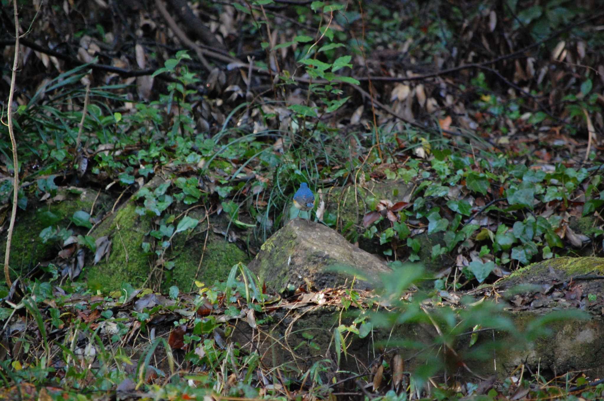 Photo of Red-flanked Bluetail at Higashitakane Forest park by ウィル