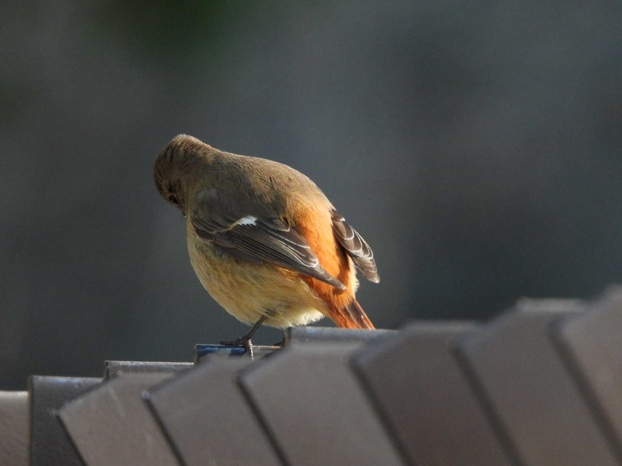 Photo of Daurian Redstart at Mitsuike Park by avemania