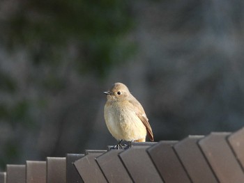 ジョウビタキ 三ツ池公園(横浜市鶴見区) 2020年2月1日(土)