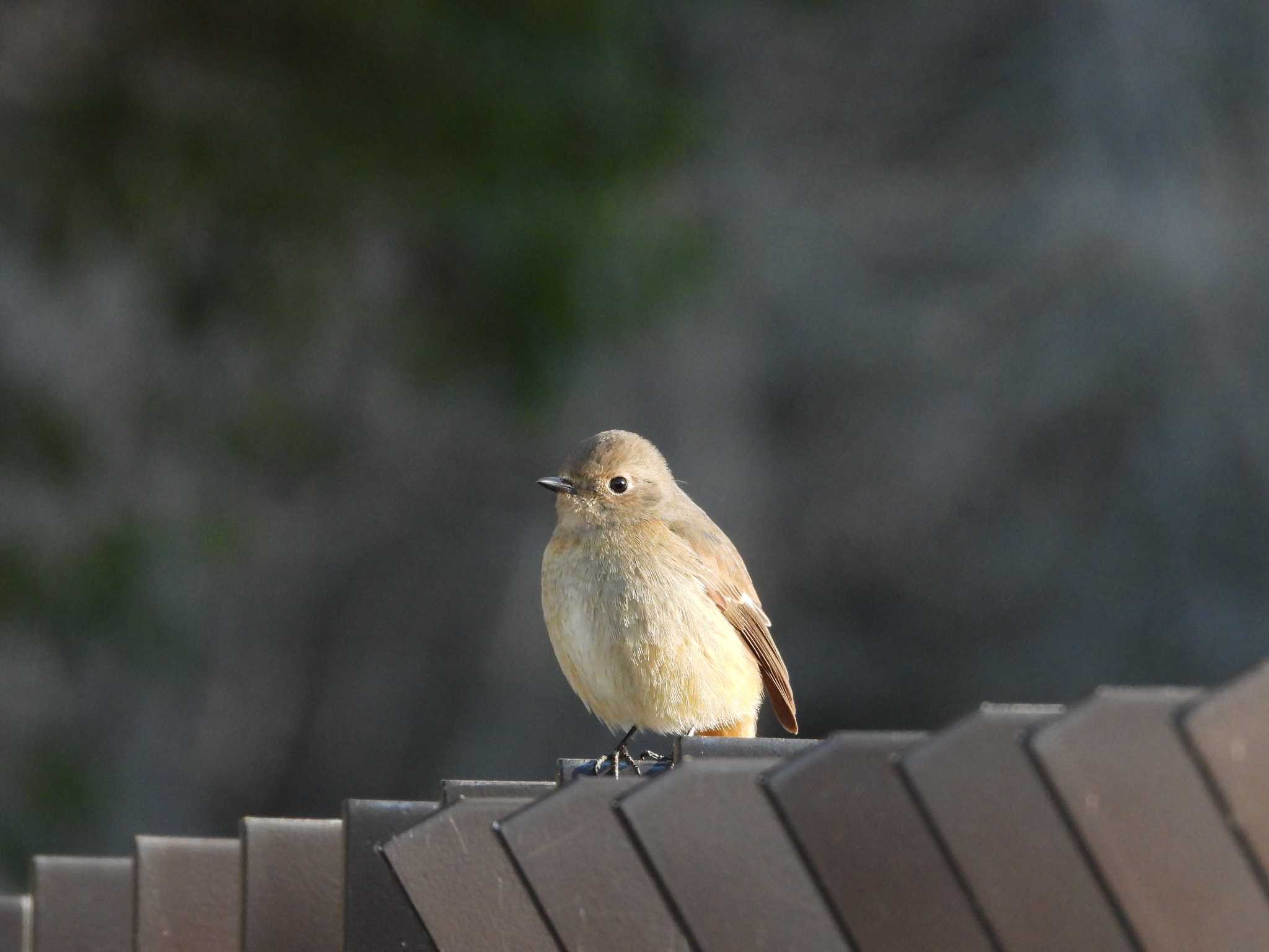 三ツ池公園(横浜市鶴見区) ジョウビタキの写真 by avemania