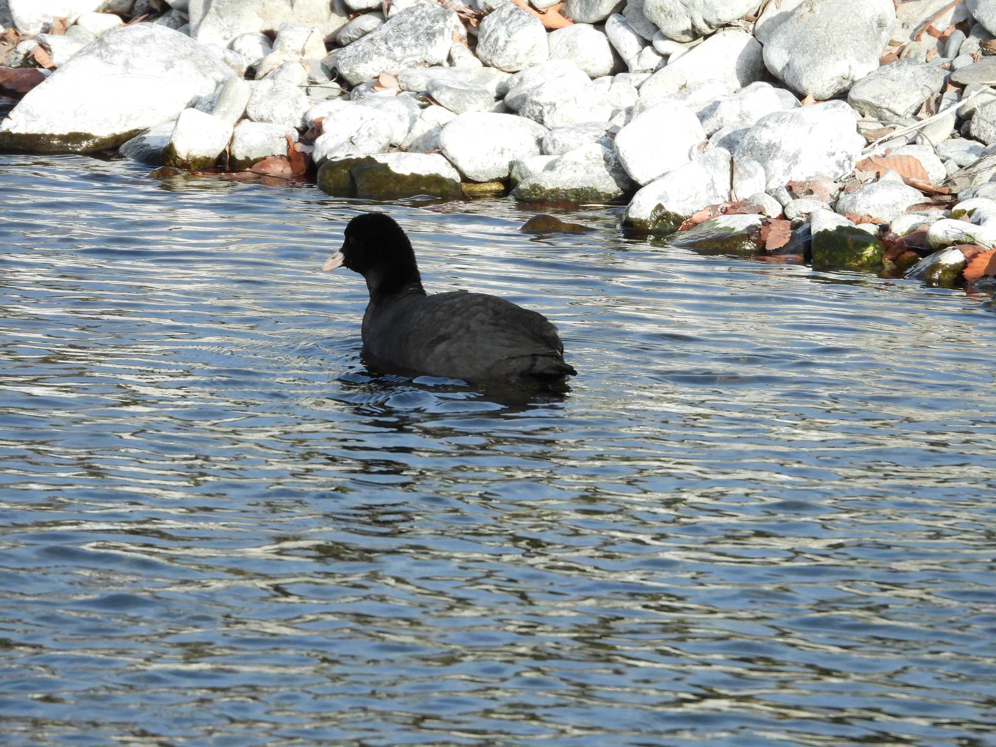 Photo of Eurasian Coot at 釜石甲子川 by avemania