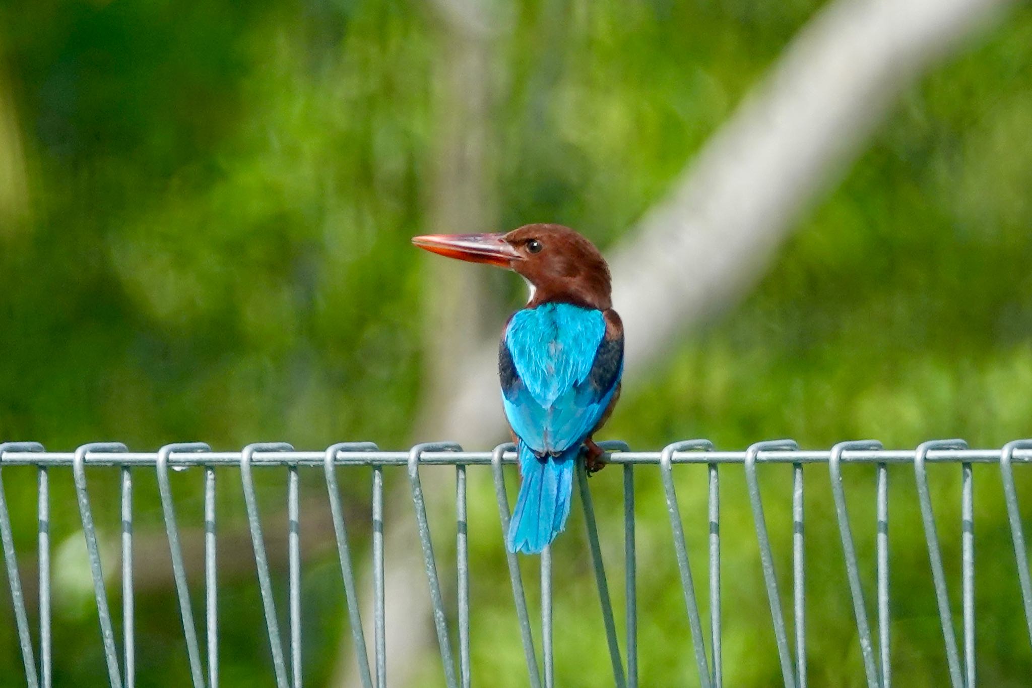 Photo of White-throated Kingfisher at Pulau Ubin (Singapore) by のどか