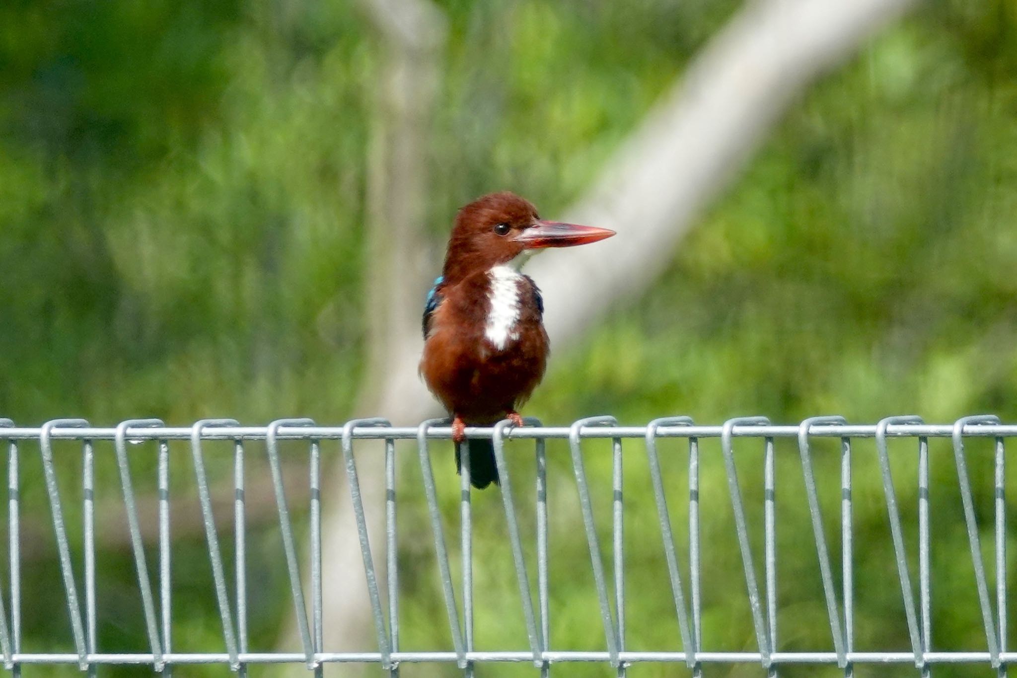 Photo of White-throated Kingfisher at Pulau Ubin (Singapore) by のどか