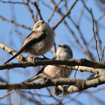 Long-tailed Tit Mizumoto Park Unknown Date