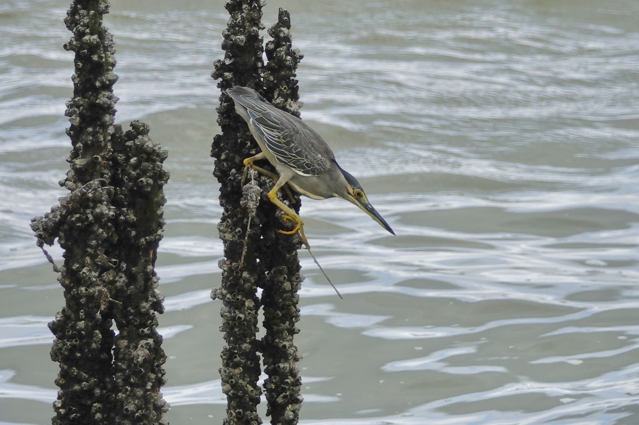 Sungei Buloh Wetland Reserve ササゴイの写真 by のどか