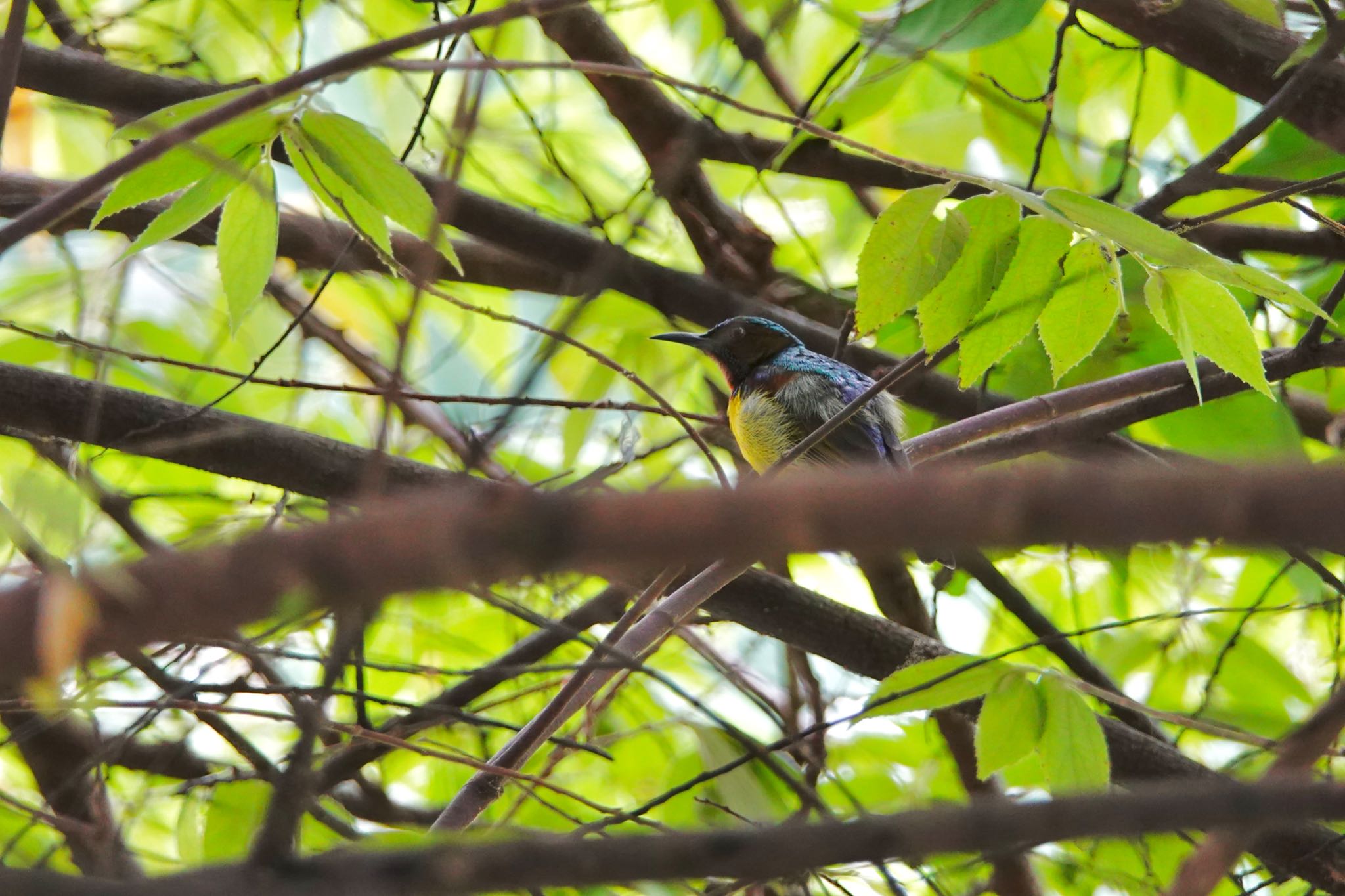 Sungei Buloh Wetland Reserve チャノドコバシタイヨウチョウの写真 by のどか