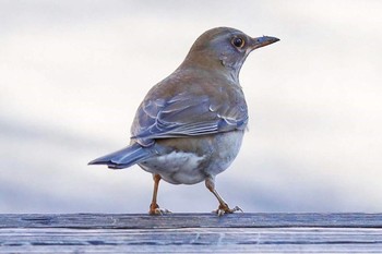 Pale Thrush 和田掘り公園 Sat, 2/1/2020