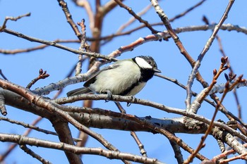 Japanese Tit 和田掘り公園 Sat, 2/1/2020