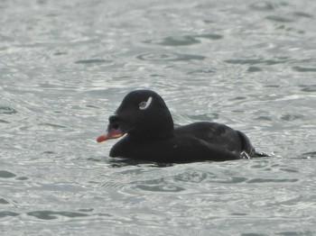 White-winged Scoter 三重県 Sat, 2/1/2020