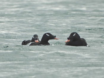 White-winged Scoter 三重県 Sat, 2/1/2020