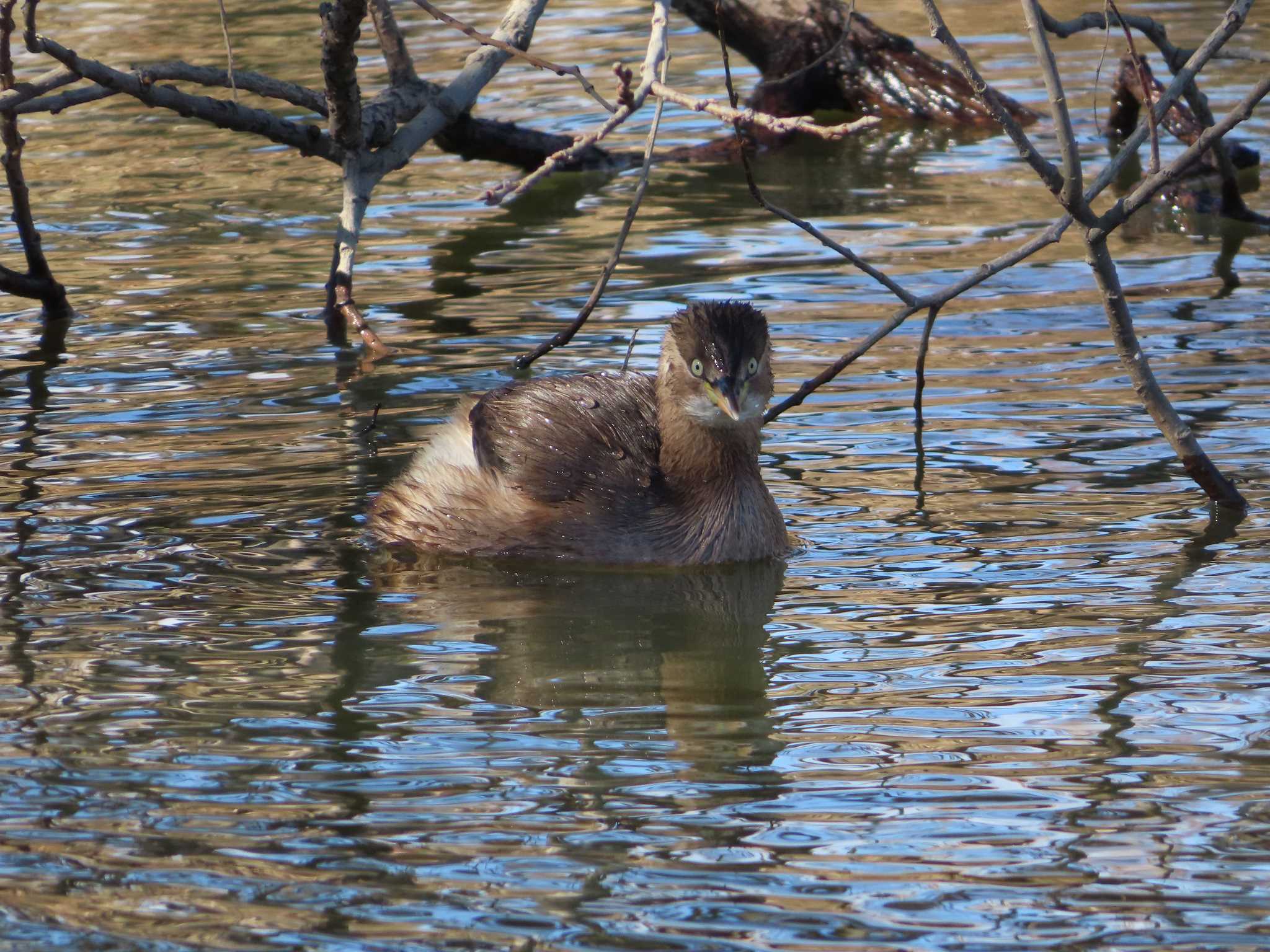 Photo of Little Grebe at まつぶし緑の丘公園 by kou