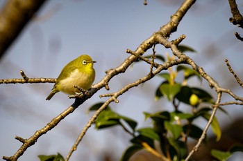 メジロ 杉並区上水公園 2020年1月25日(土)