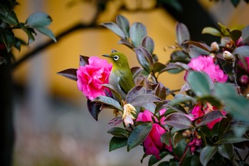 メジロ 杉並区上水公園 2020年1月25日(土)