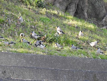 Japanese Grosbeak 岡崎市 Sat, 2/1/2020