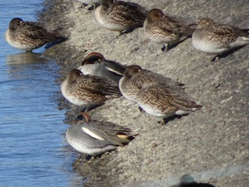 2020年2月1日(土) 相模原沈殿池の野鳥観察記録