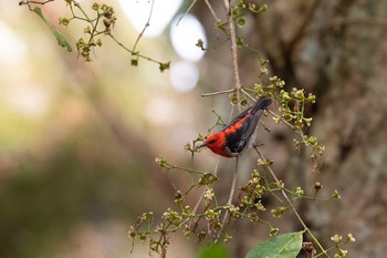 Sat, 1/4/2020 Birding report at Julatten