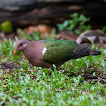 Pacific Emerald Dove Kingfisher Park Lodge Sat, 1/4/2020