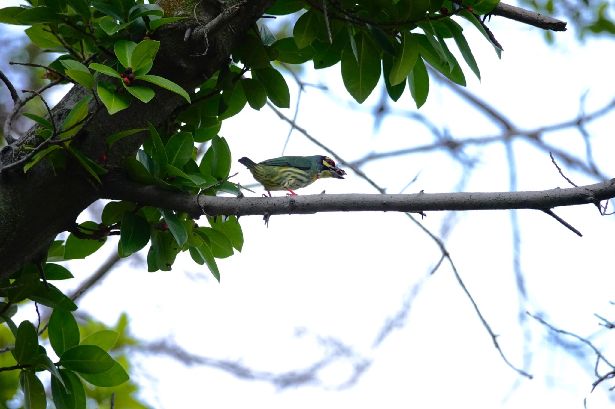 Photo of Coppersmith Barbet at Jurong Lake Gardens by のどか