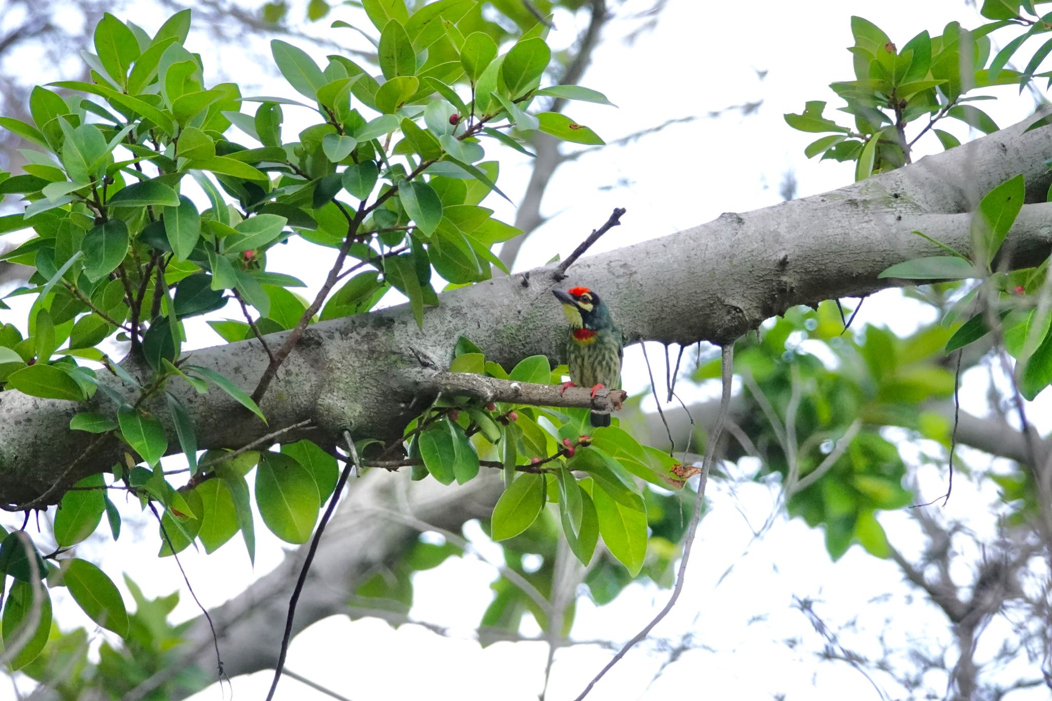 Photo of Coppersmith Barbet at Jurong Lake Gardens by のどか