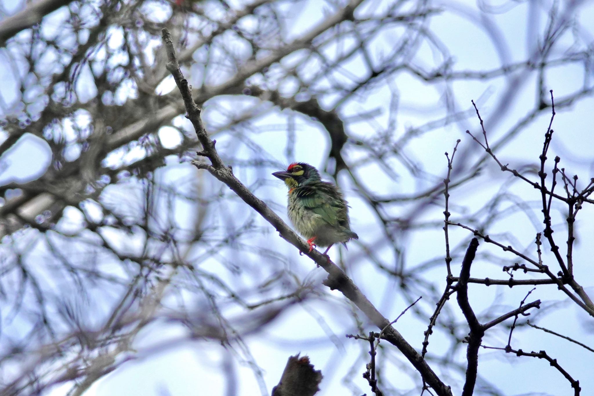 Photo of Coppersmith Barbet at Jurong Lake Gardens by のどか