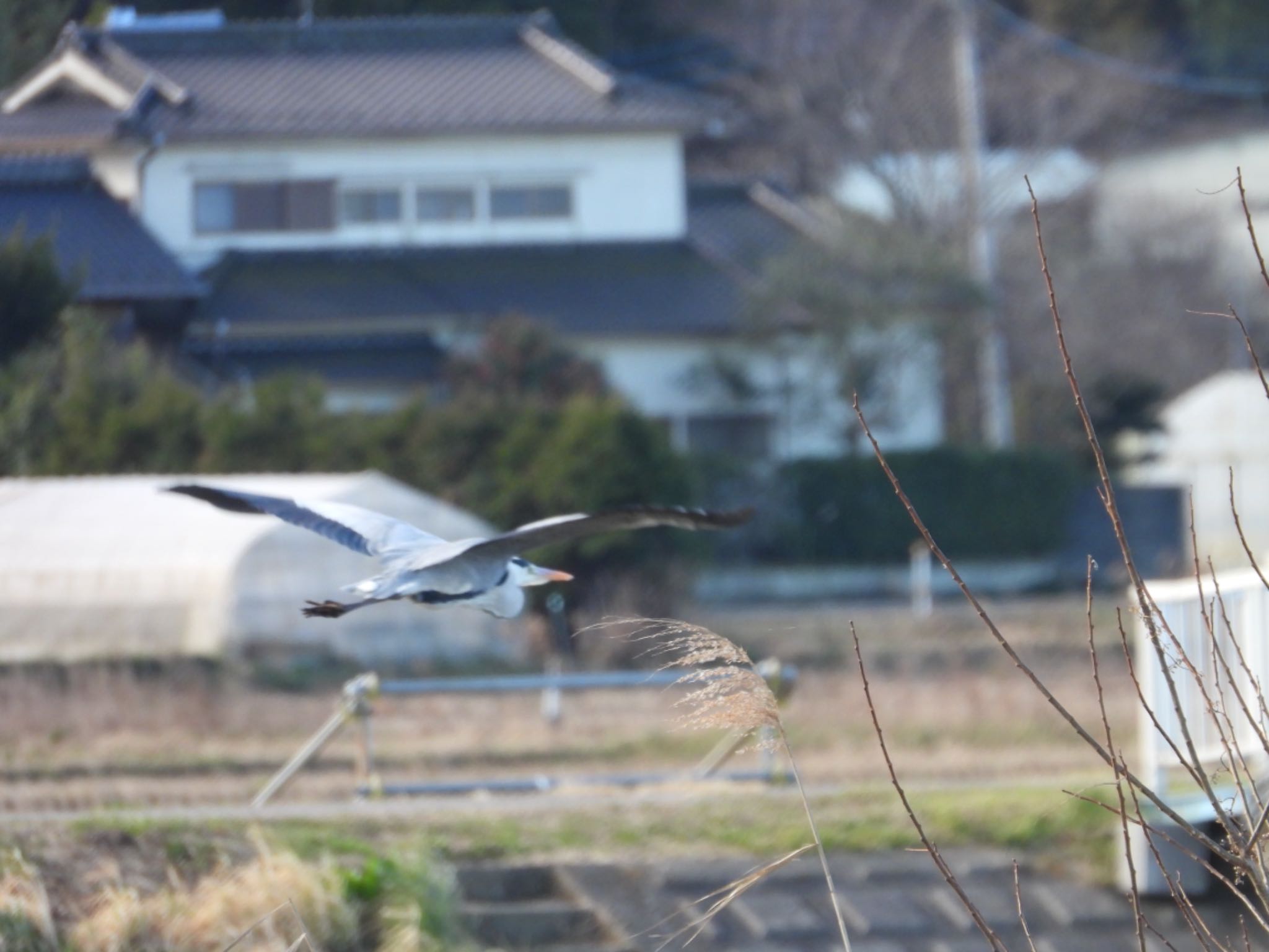  アオサギの写真 by トリミズク