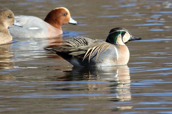 Baikal Teal 見沼自然公園 Sat, 2/1/2020