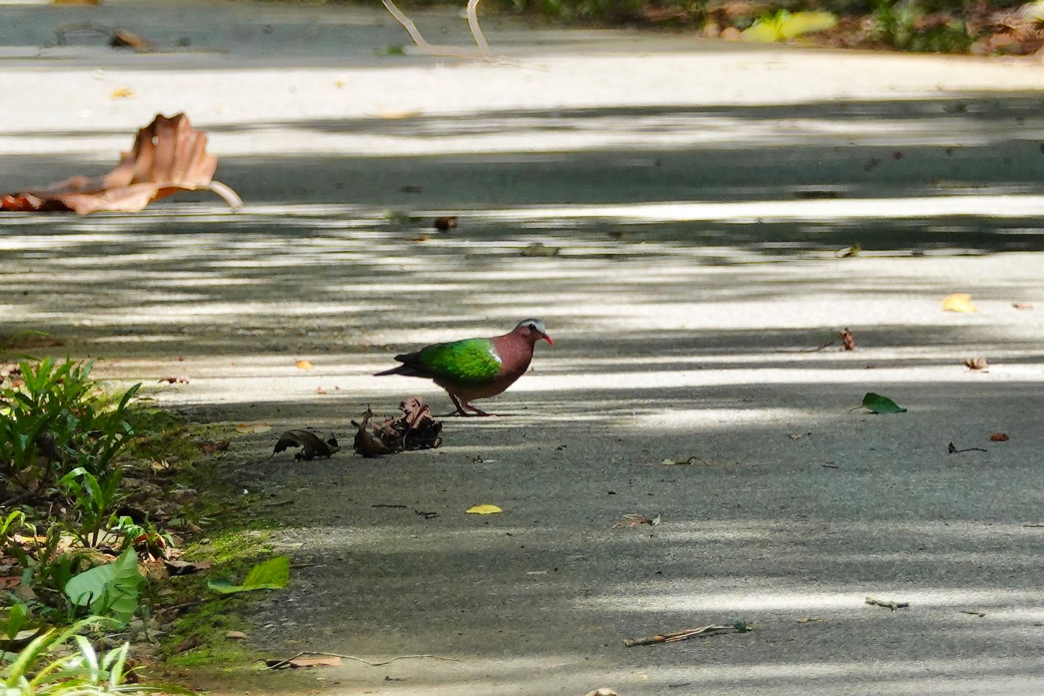 Photo of Common Emerald Dove at Pulau Ubin (Singapore) by のどか