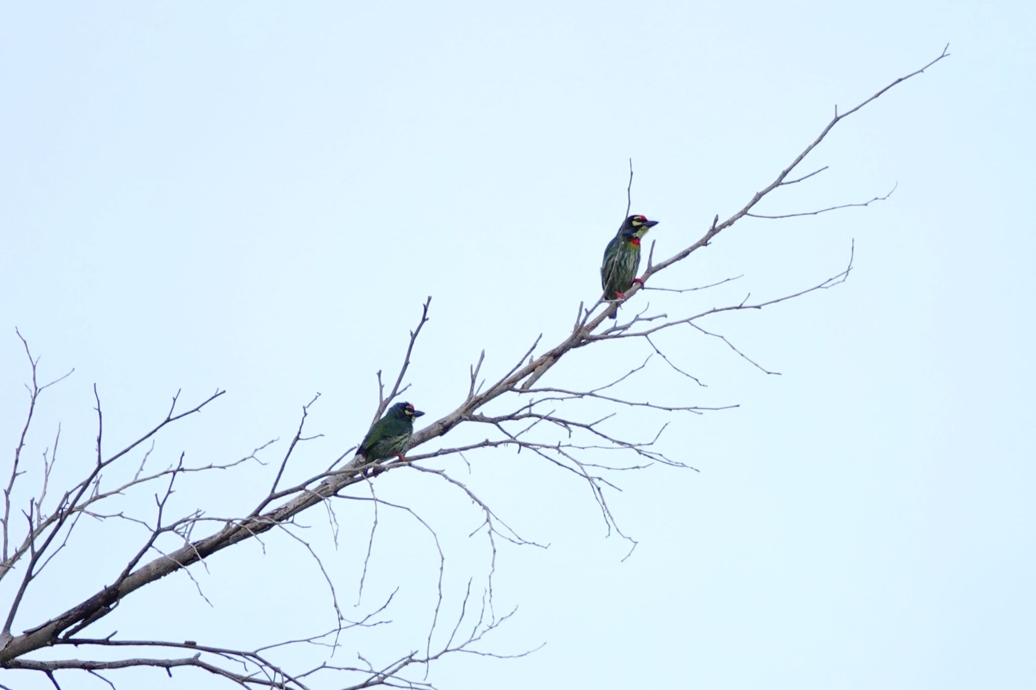 Photo of Coppersmith Barbet at Jurong Lake Gardens by のどか