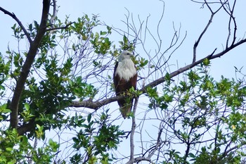 Brahminy Kite Jurong Lake Gardens Thu, 12/5/2019