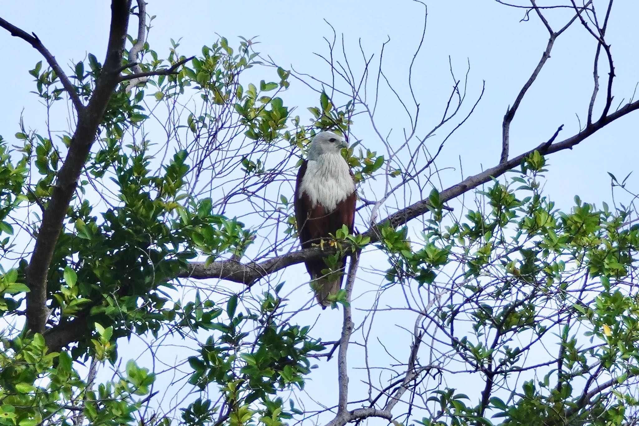 Brahminy Kite