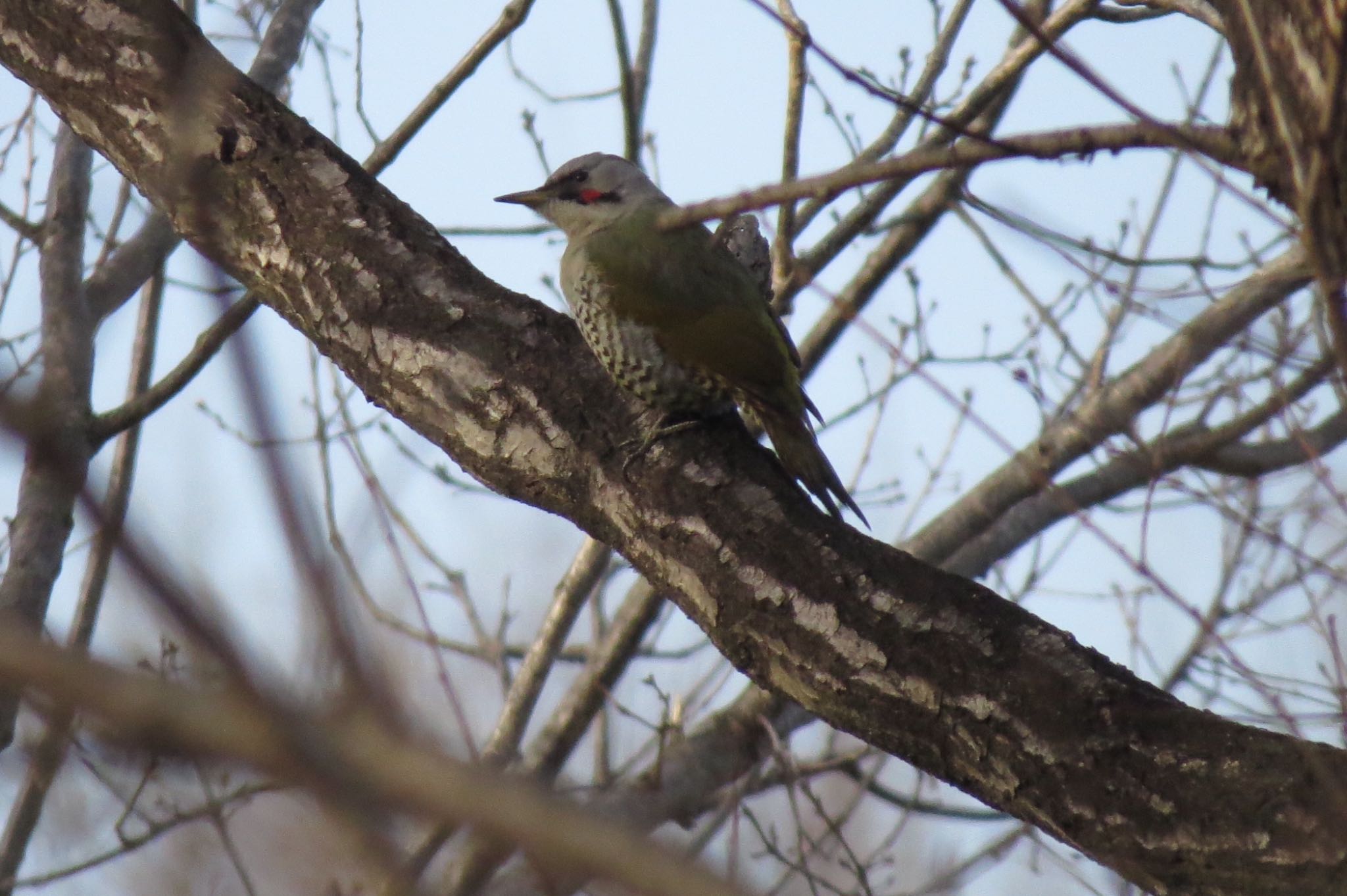 Japanese Green Woodpecker